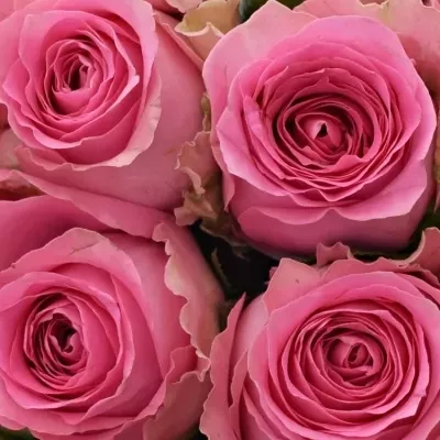 Kytice 15 růžových růží SHANGHAI LADY 40cm 