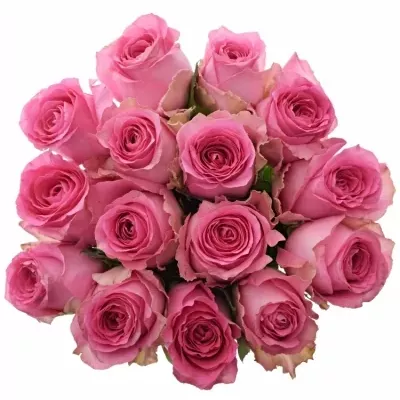 Kytice 15 růžových růží SHANGHAI LADY 50cm 