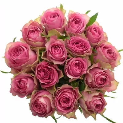 Jednodruhová kytice 15 růžových růží SHIARY 50 cm