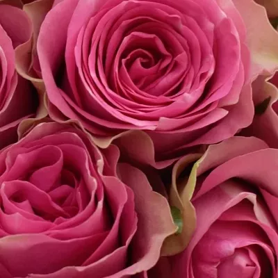 Kytice 15 růžových růží SHIARY 50cm 