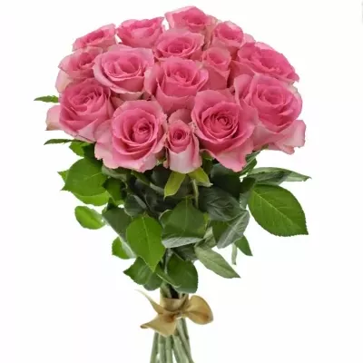 Kytice 15 růžových růží SMOOTHIE 60cm
