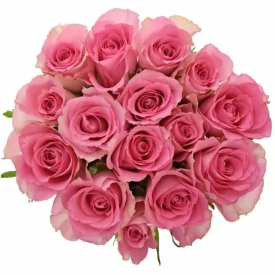 Kytice 15 růžových růží SMOOTHIE 80cm