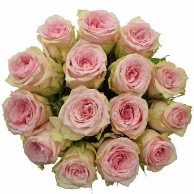 Kytice 15 růžových růží SUDOKU 50 cm