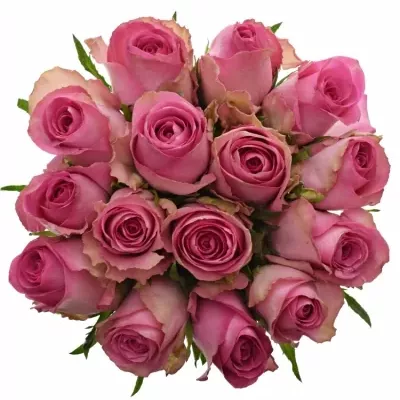 Kytice 15 růžových růží SUPREME+ 50cm