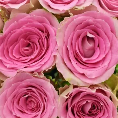 Kytice 15 růžových růží TIMES SQUARE