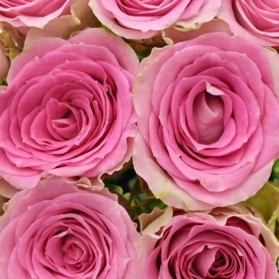 Kytice 15 růžových růží TIMES SQUARE