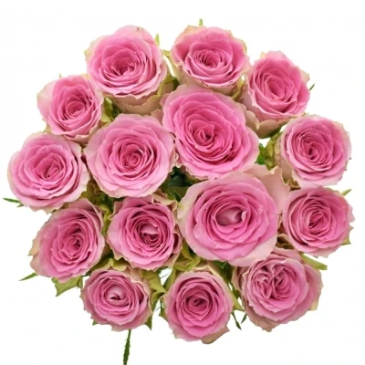 Kytice 15 růžových růží TIMES SQUARE