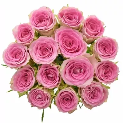 Kytice 15 růžových růží TIMES SQUARE
