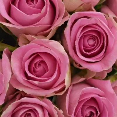 Kytice 15 růžových růží VIDEO 40cm