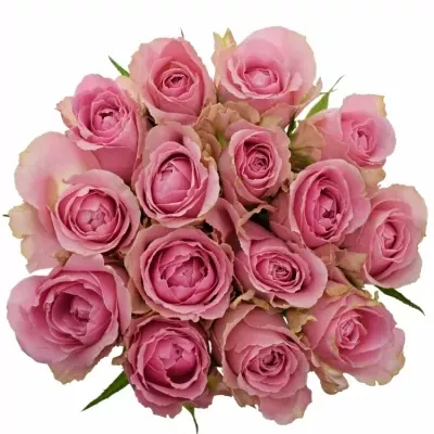 Kytice 15 růžových růží WHAM 50cm