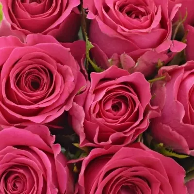 Kytice 15 růžových růží WINK 40 cm