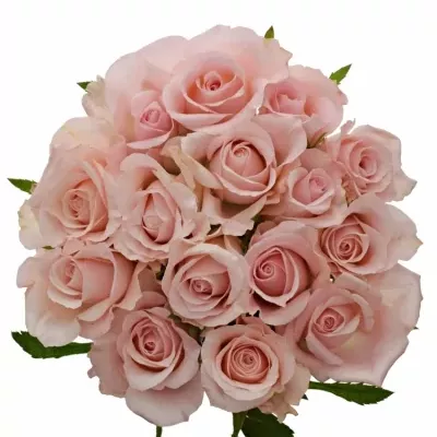 Kytice 15 růžových růží YVONNE 60cm