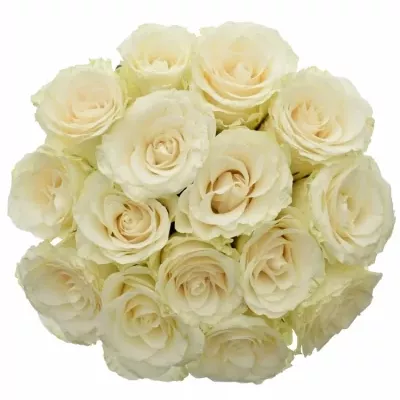 Kytice 15 světlekrémových růží SOLSY 50cm