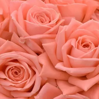 Kytica 15 trsových ruží BARBADOS 40cm