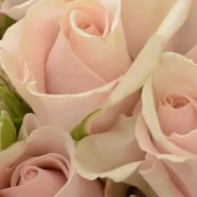 Kytice 15 trsových růží ROYAL PORCELINA  40cm