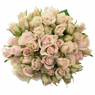 Kytice 15 trsových růží ROYAL PORCELINA  70cm