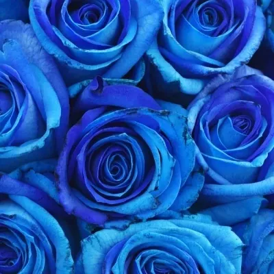 Kytice 15 tyrkysově modrých růží OCEAN BLUE VENDELA