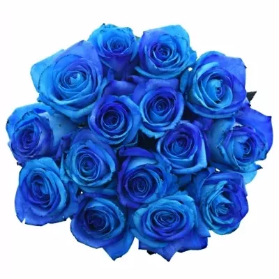 Kytice 15 tyrkysově modrých růží OCEAN BLUE VENDELA 70cm