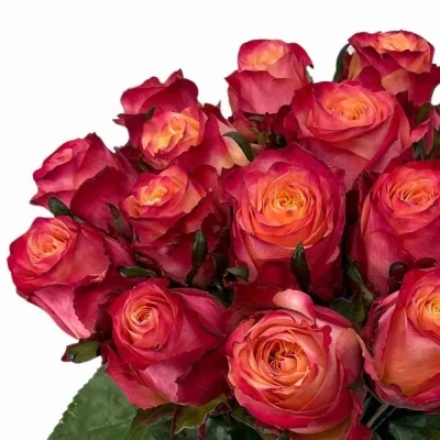 Kytice 15 vícebarevných růží MAI TAI