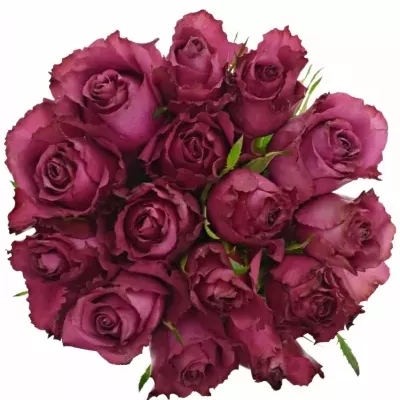 Kytice 15 vínových růží BLUEBERRY 60cm