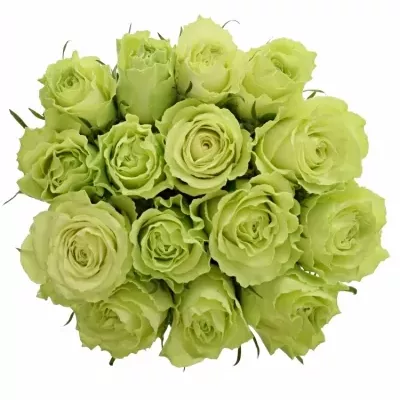 Jednodruhová kytice 15 zelených růží CAMOUFLAGE! 50 cm