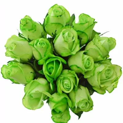 Kytice 15 zelených růží GREEN SNOWSTORM+ 40cm
