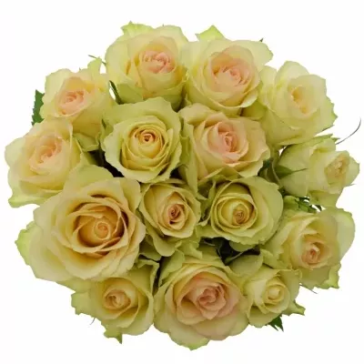Kytice 15 zelených růží KIWI 70cm