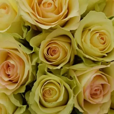 Kytice 15 zelených růží KIWI@ 40cm