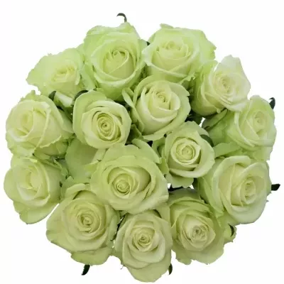 Jednodruhová kytice 15 zelených růží NOELLE! 50 cm
