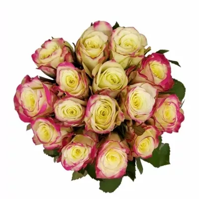 Kytice 15 žíhaných růží ALISON 35cm
