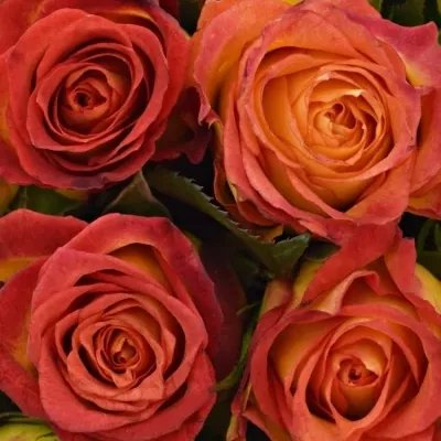 Kytice 15 žíhaných růží CATCH