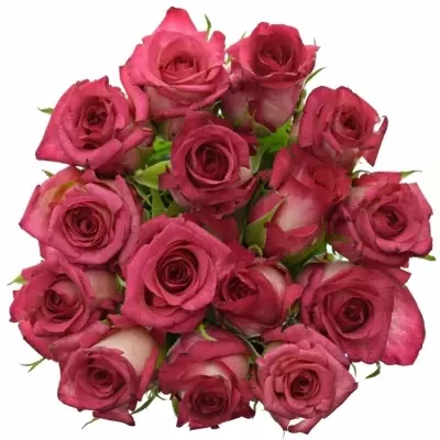 Kytice 15 žíhaných růží CLARION 70cm