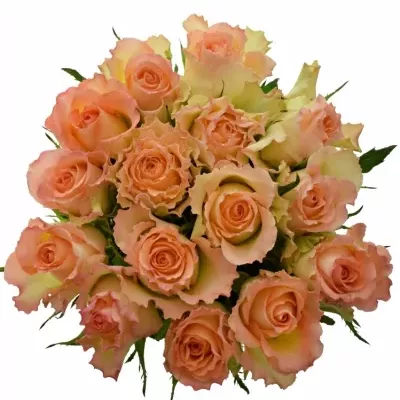 Kytice 15 žíhaných růží DUETT 50 cm