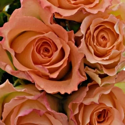 Kytice 15 žíhaných růží DUETT 50 cm