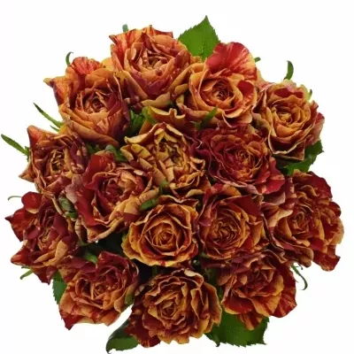 Kytice 15 žíhaných růží FIRE CRACKER 50cm