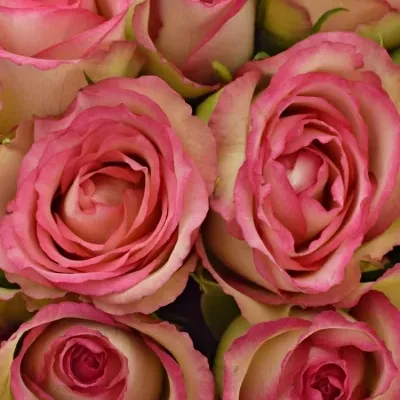 Kytice 15 žíhaných růží GLOW! 40cm