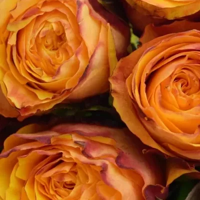 Kytice 15 žíhaných růží GRANADA 40cm