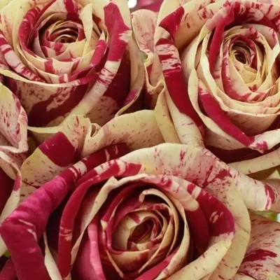 Kytice 15 žíhaných růží HARLEQUIN 50cm