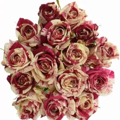 Kytice 15 žíhaných růží HARLEQUIN 90cm