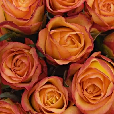 Kytice 15 žíhaných růží HIGH & MAGIC 40cm