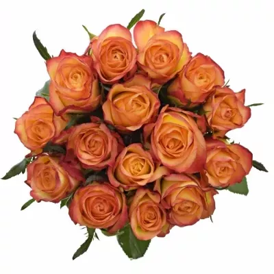 Kytice 15 žíhaných růží HIGH & MAGIC 60cm