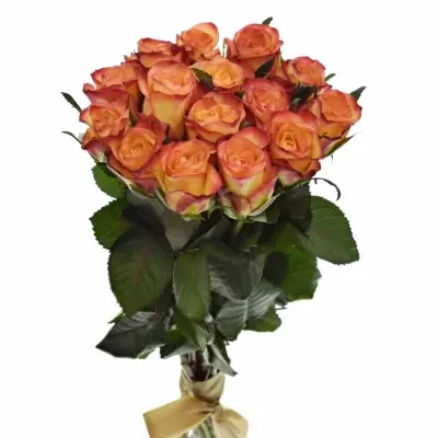 Kytice 15 žíhaných růží HIGH & MAGIC 40cm