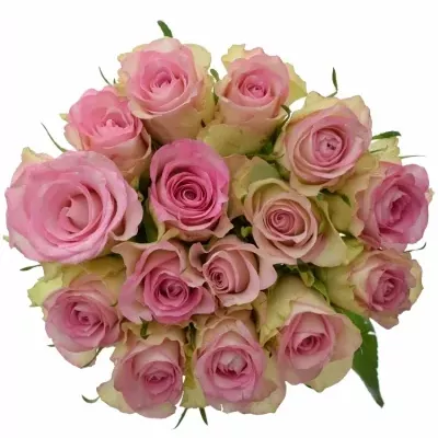 Kytice 15 žíhaných růží LOVELY JEWEL 40cm