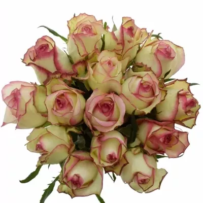 Kytice 15 žíhaných růží MONET 50cm