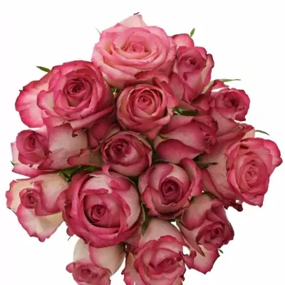 Kytice 15 žíhaných růží MYSTELLE 50cm