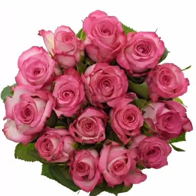 Kytice 15 žíhaných růží N-JOY 40cm
