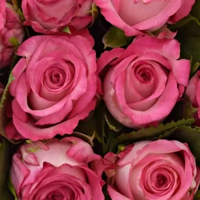 Kytice 15 žíhaných růží N-JOY 40cm