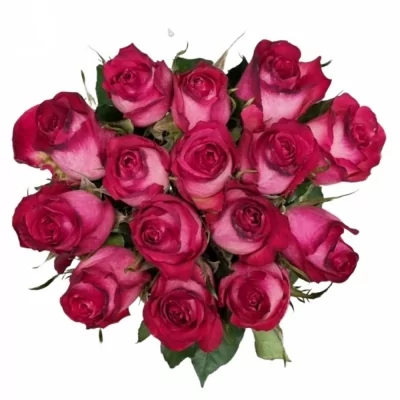 Jednodruhová kytice 15 žíhaných růží NICOLETTA 50 cm
