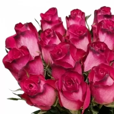 Kytice 15 žíhaných růží NICOLETTA