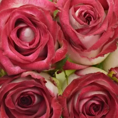 Kytice 15 žíhaných růží PARADISO 40cm